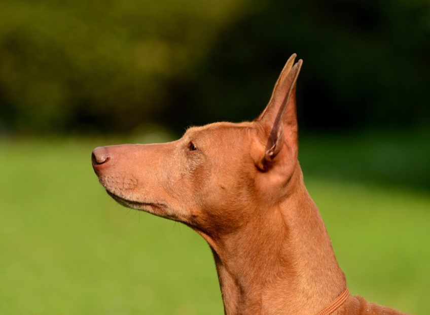 Portret cirneco z profilu