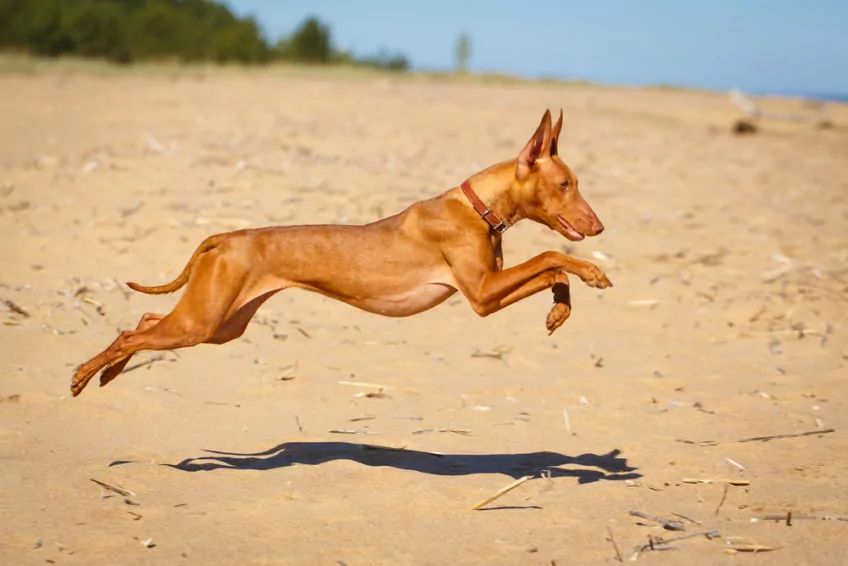 Cirneco biegnący po plaży