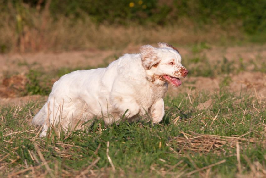 Clumber spaniel w biegu