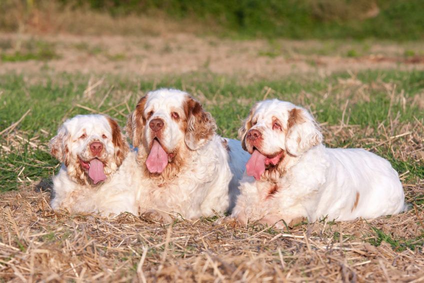 Trzy clumber spaniele leżące na suchej trawie