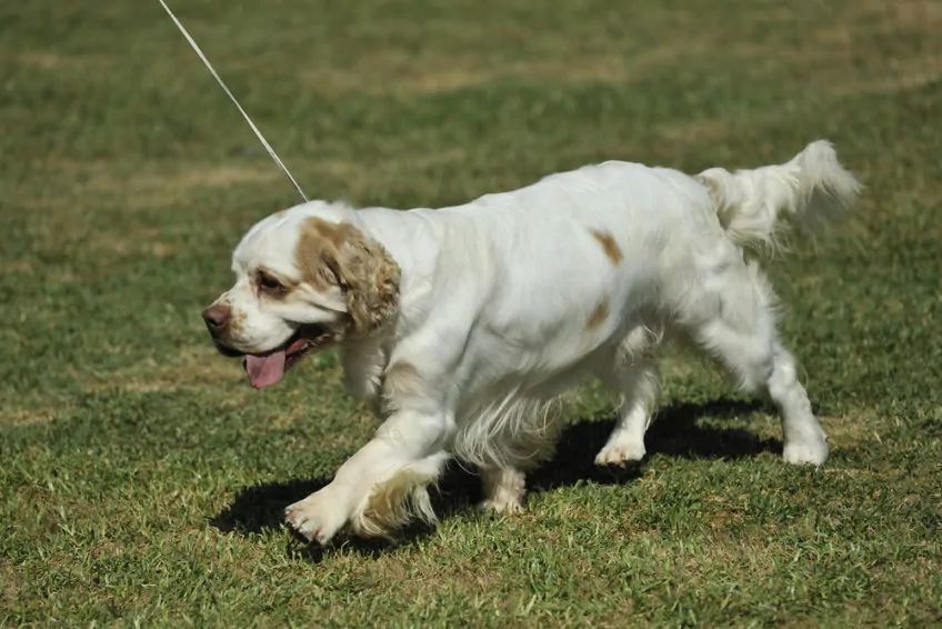 Clumber spaniel w kłusie