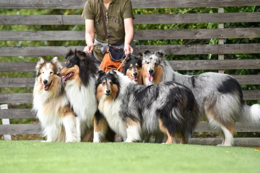 owczarek szkocki długowłosy collie