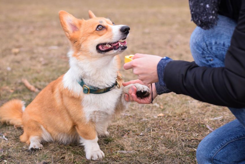 corgi i kliker