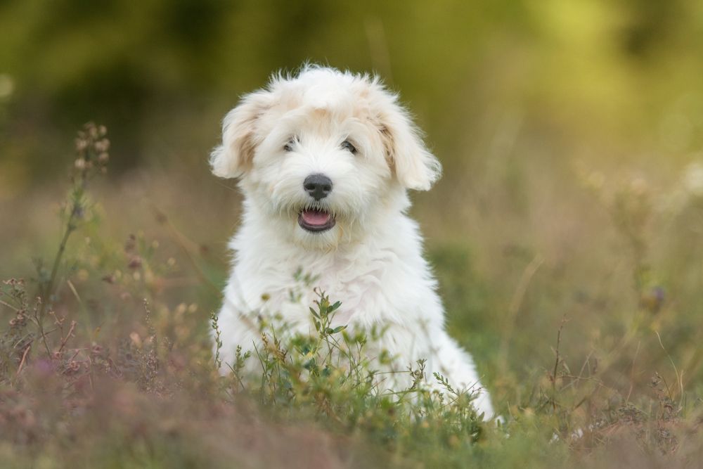 coton de tulear 2.jpg