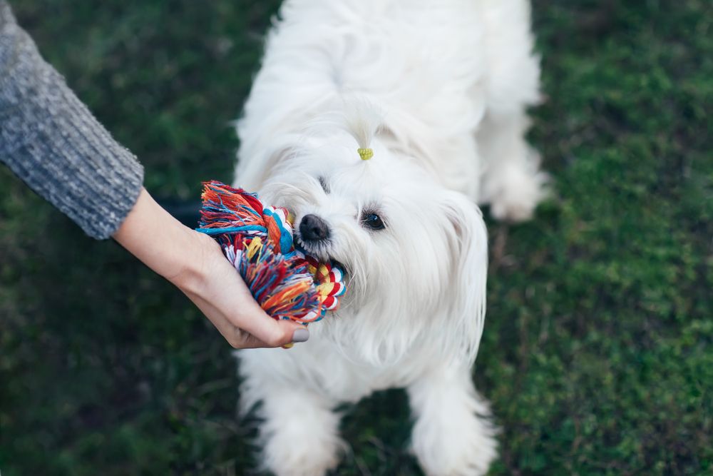 coton de tulear 5.jpg