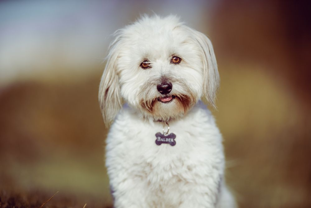 coton de tulear 6.jpg