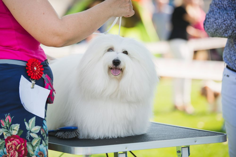 coton de tulear 7.jpg