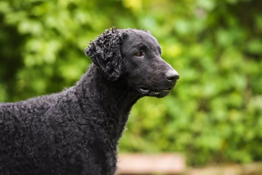 Portret curly coated retrievera na tle zieleni
