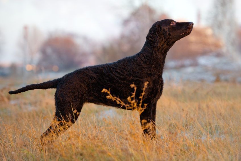 Curly coated retriever stojący na łące