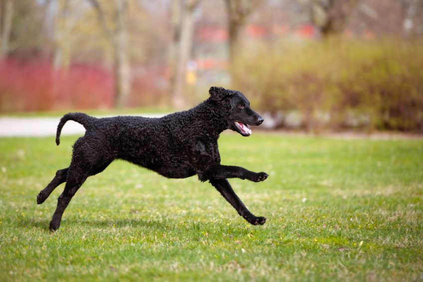 Curly coated retriever biegnący po trawie