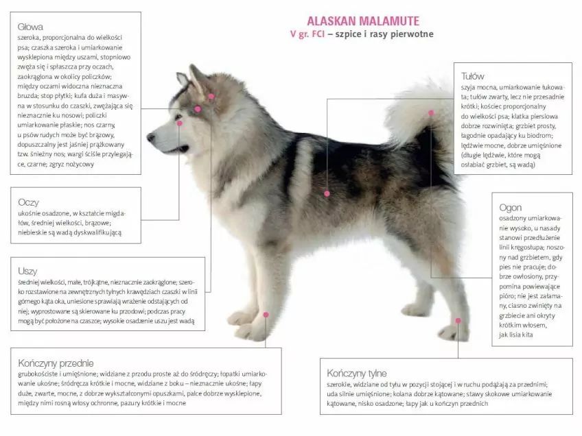 Wzorzec alaskana malamuta