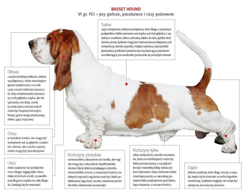 Wzorzec basset hound