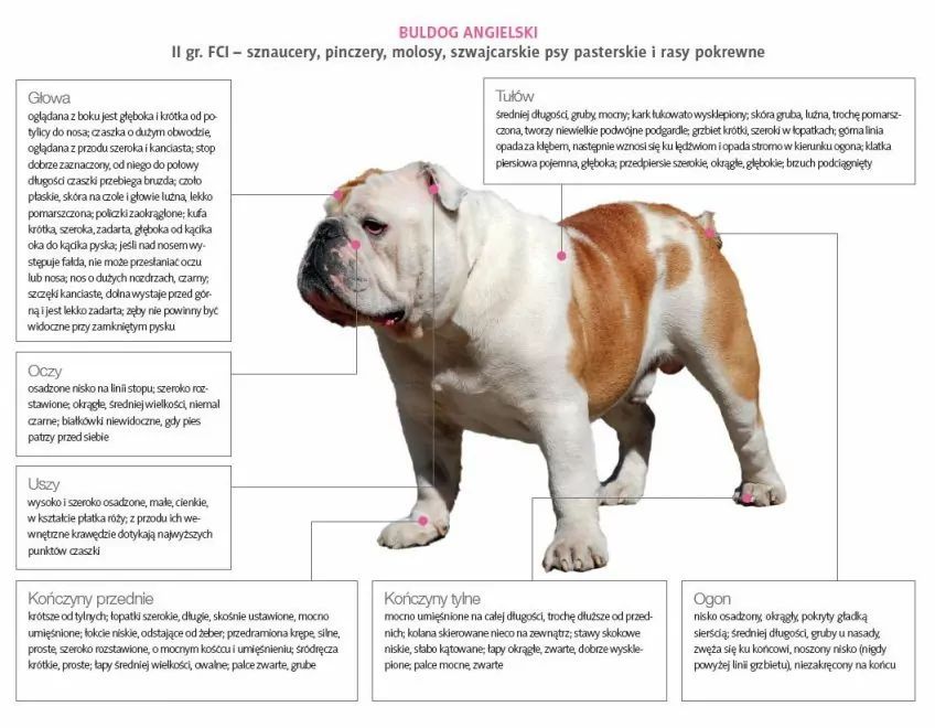 Wzorzec buldoga angielskiego