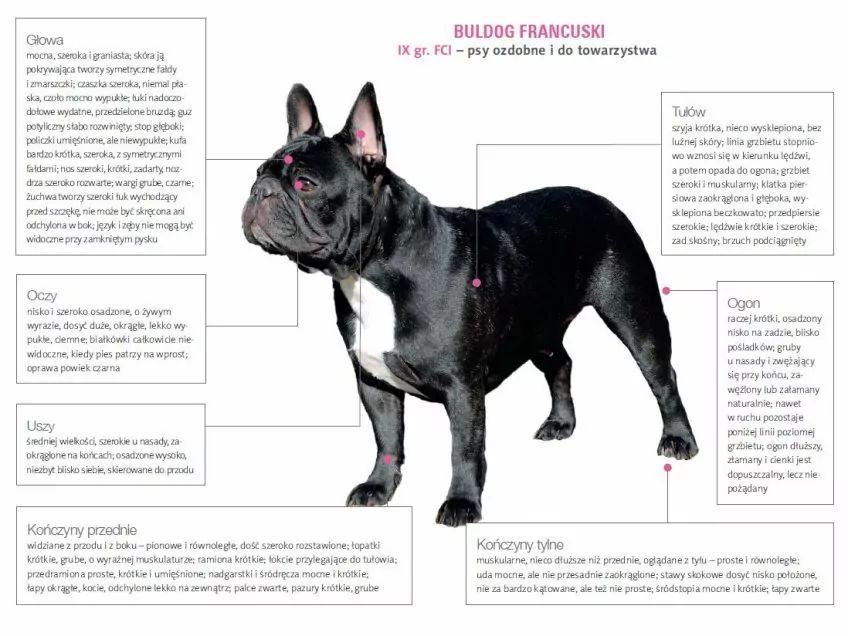 Wzorzec buldoga francuskiego