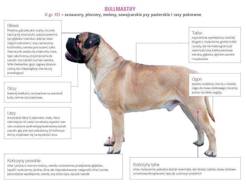 Wzorzec bullmastiffa