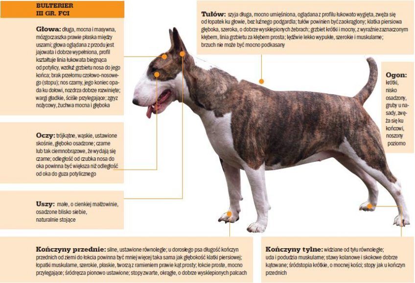 Wzorzec rasy bulterier