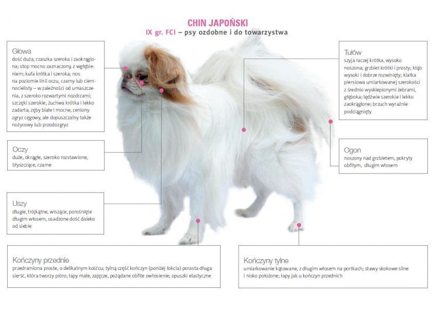 Wzorzec china japońskiego