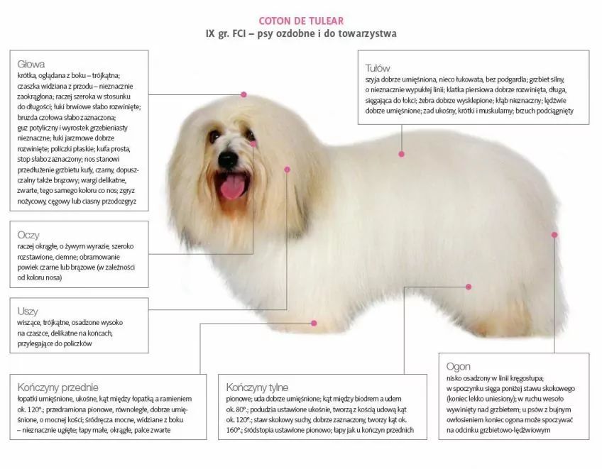 Wzorzec rasy coton de Tulear