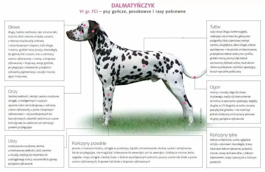 Budowa dalmatyńczyka