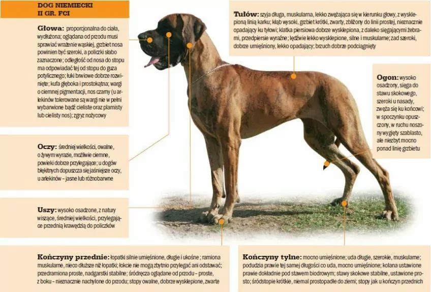 Wzorzec doga niemieckiego