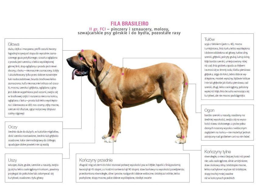 Wzorzec fila brasileiro