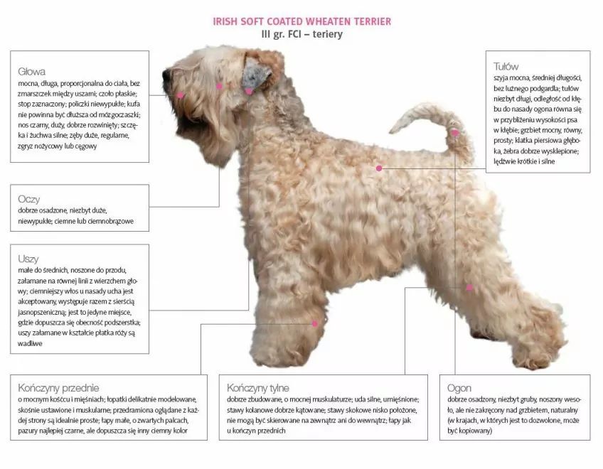 Wzorzec irish soft coated wheaten terriera