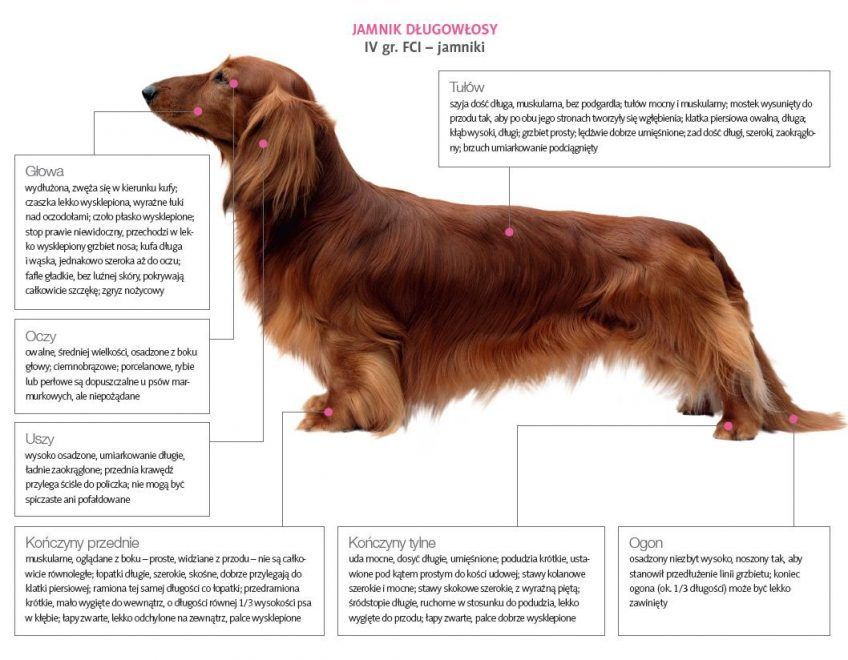 Wzorzec jamnika długowłosego