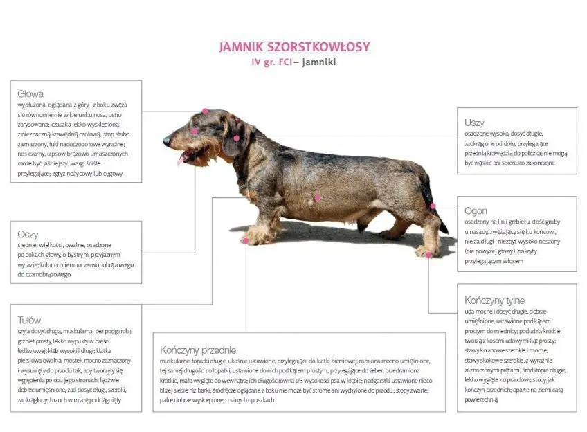 Wzorzec jamnik szorstkowłosy