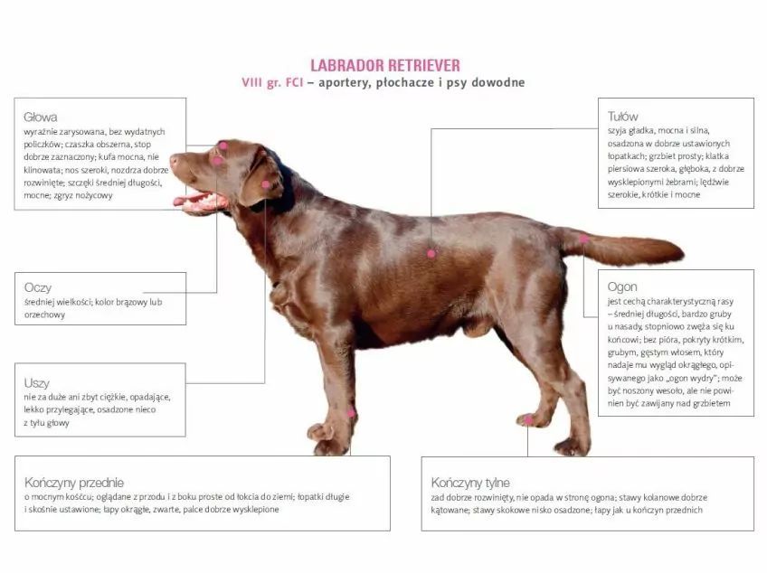 Wzorzec labrador retriever