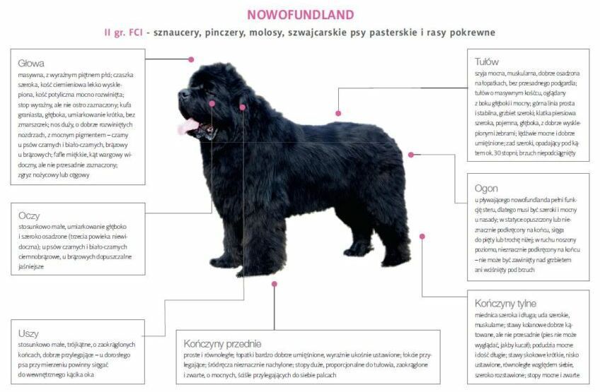 Części ciała niufka