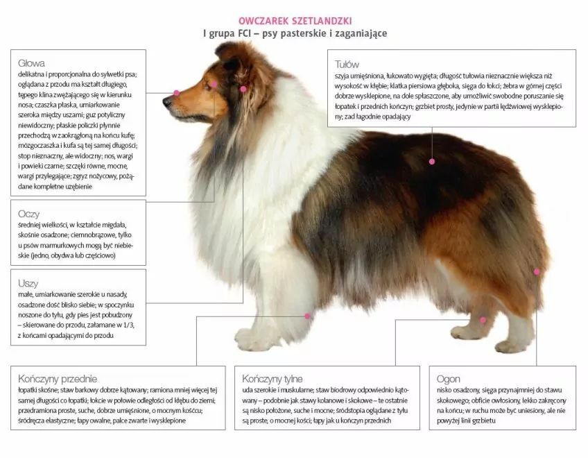 Wzorzec owczarka szetlandzkiego
