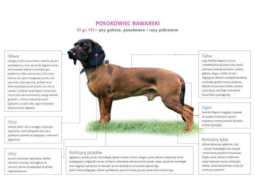 Wzorzec posokowca bawarskiego