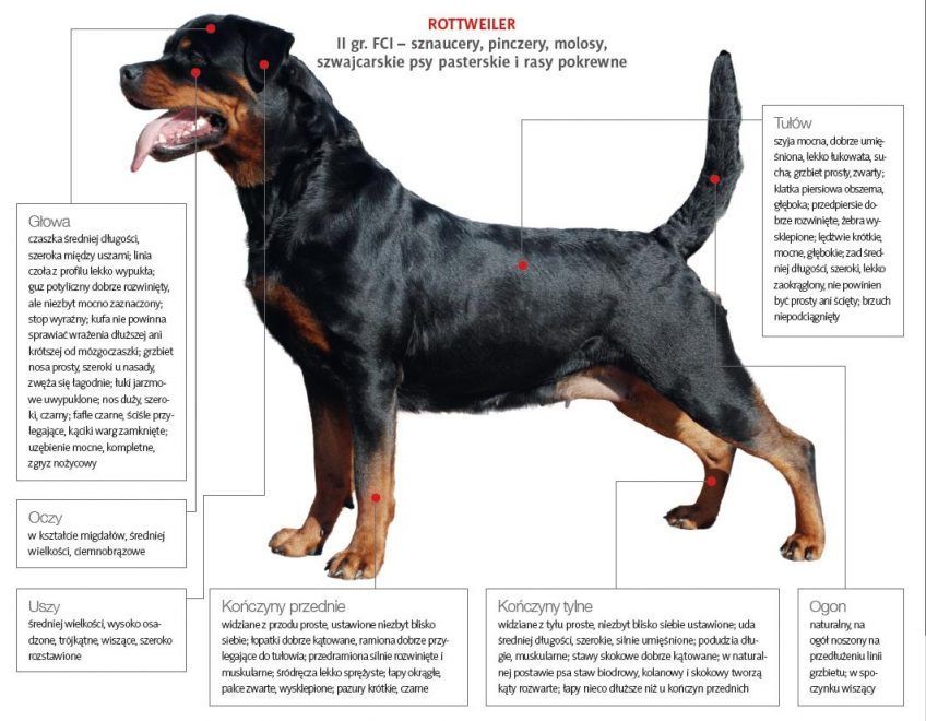 Wzorzec rottweilera