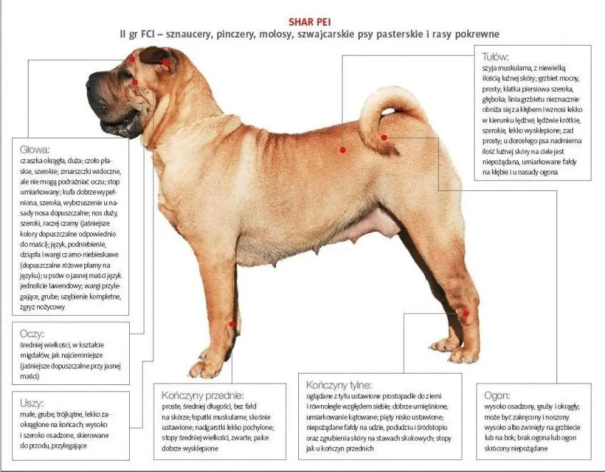 Wzorzec shar peia