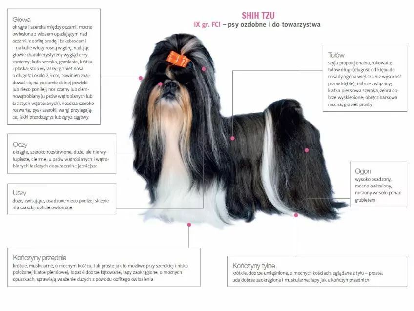 Wzorzec shih tzu