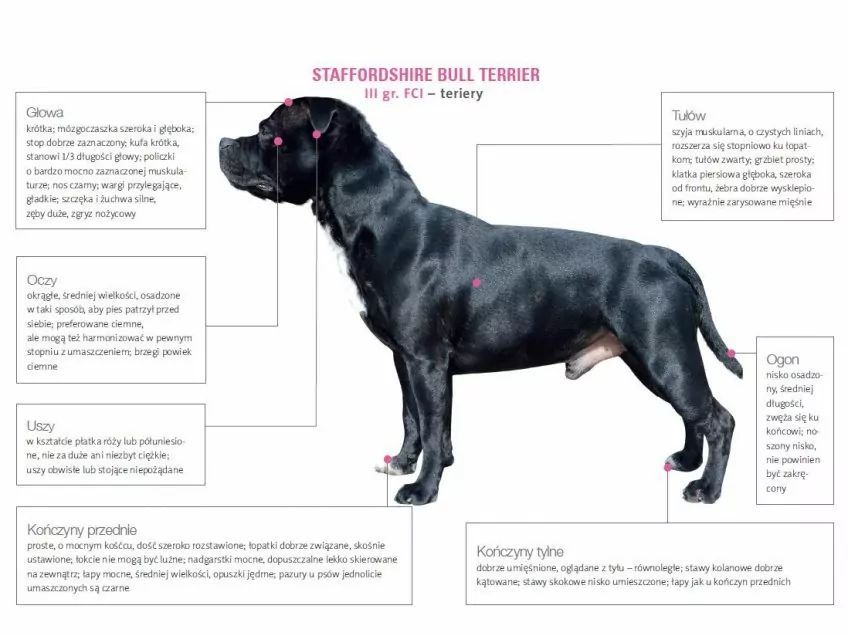 Wzorzec staffika