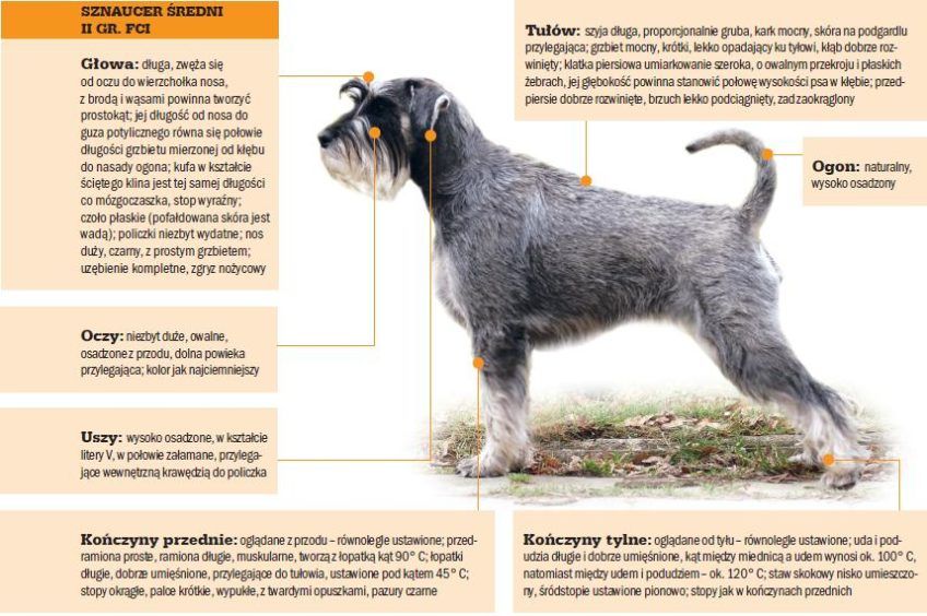 Sznaucer średni wzorzec