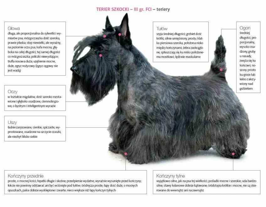 Wzorzec teriera szkockiego