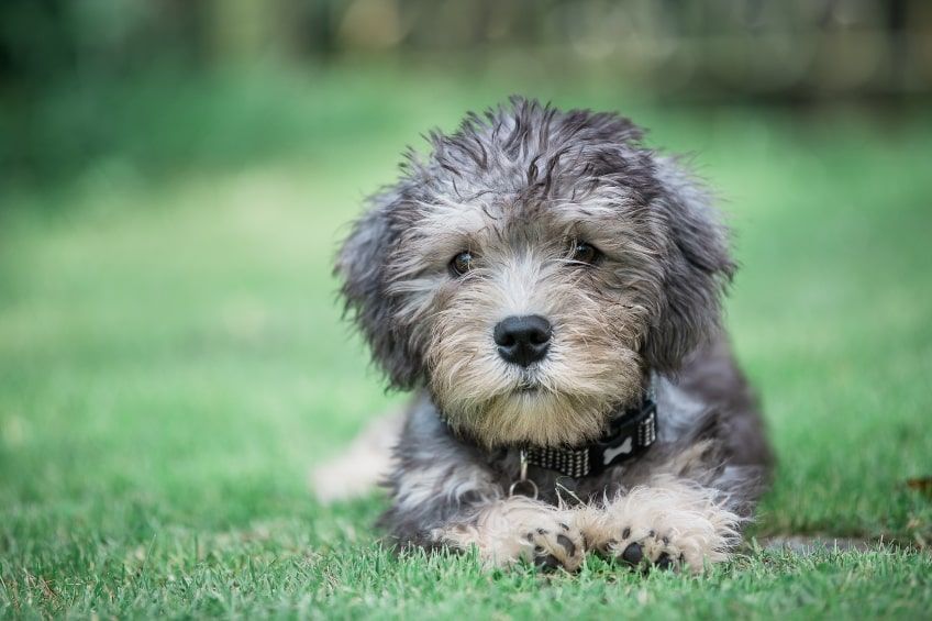 dandie dinmont terrier cena szczeniaka