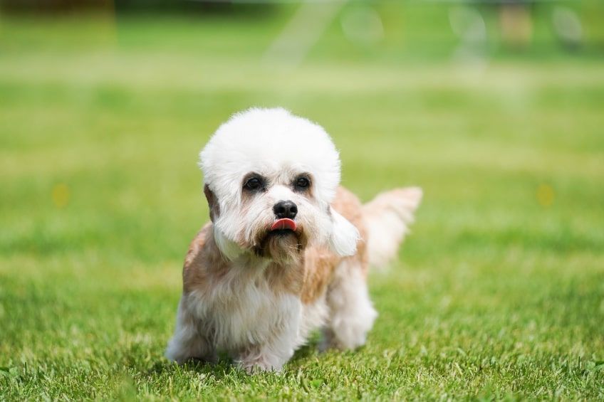 dandie dinmont terrier charakter