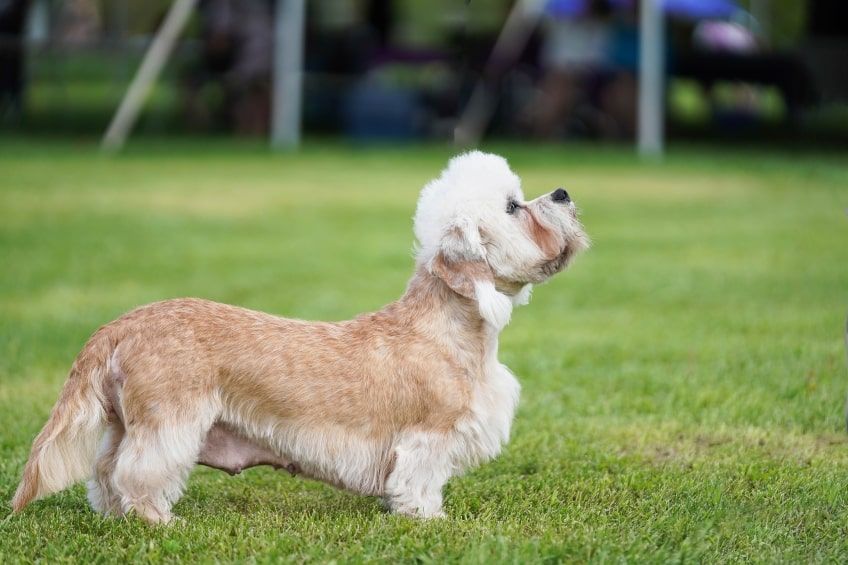 dandie dinmont terrier opis rasy