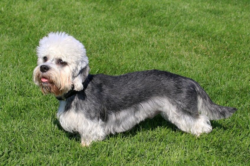 dandie dinmont terrier pielęgnacja