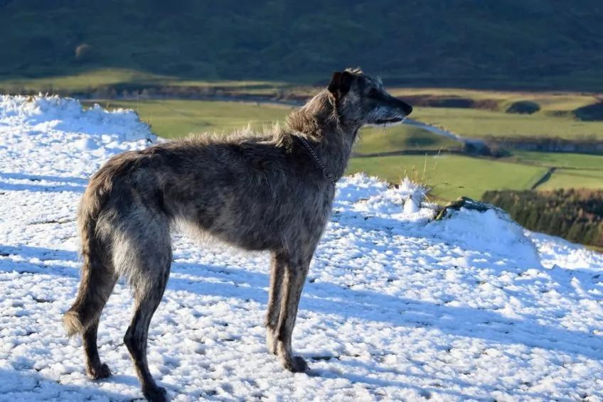 Deerhound stojący na ośnieżonym wzgórzu
