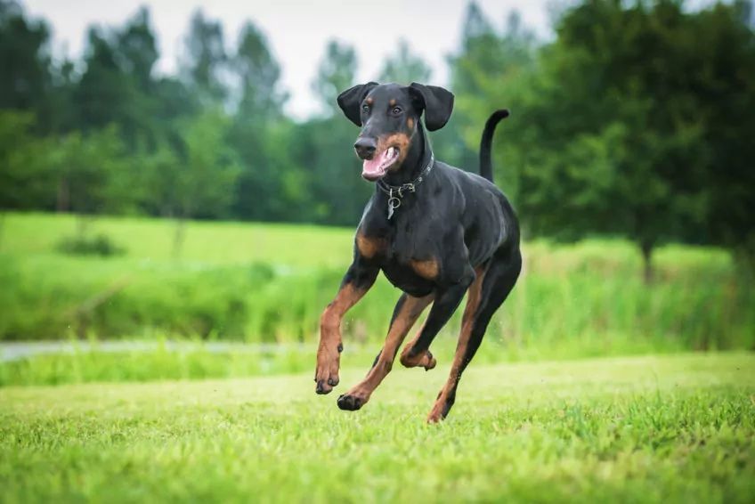 Doberman w biegu po trawie