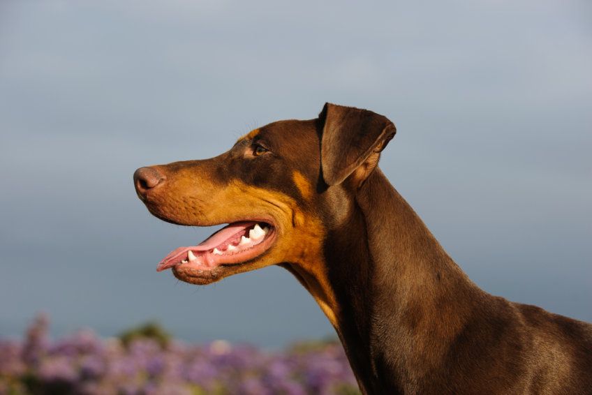 Portret czekoladowego dobermana z profilu