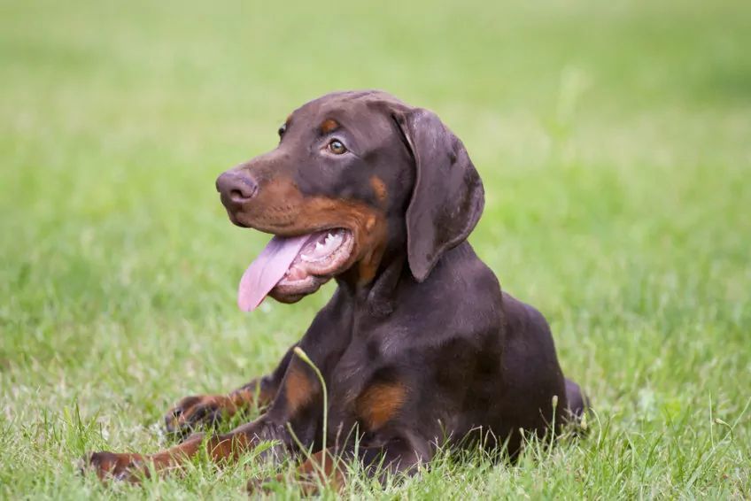 Czekoladowy szczeniak dobermana leżący na trawie