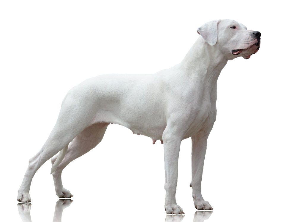 dog argentyński wzorzec (1).jpg