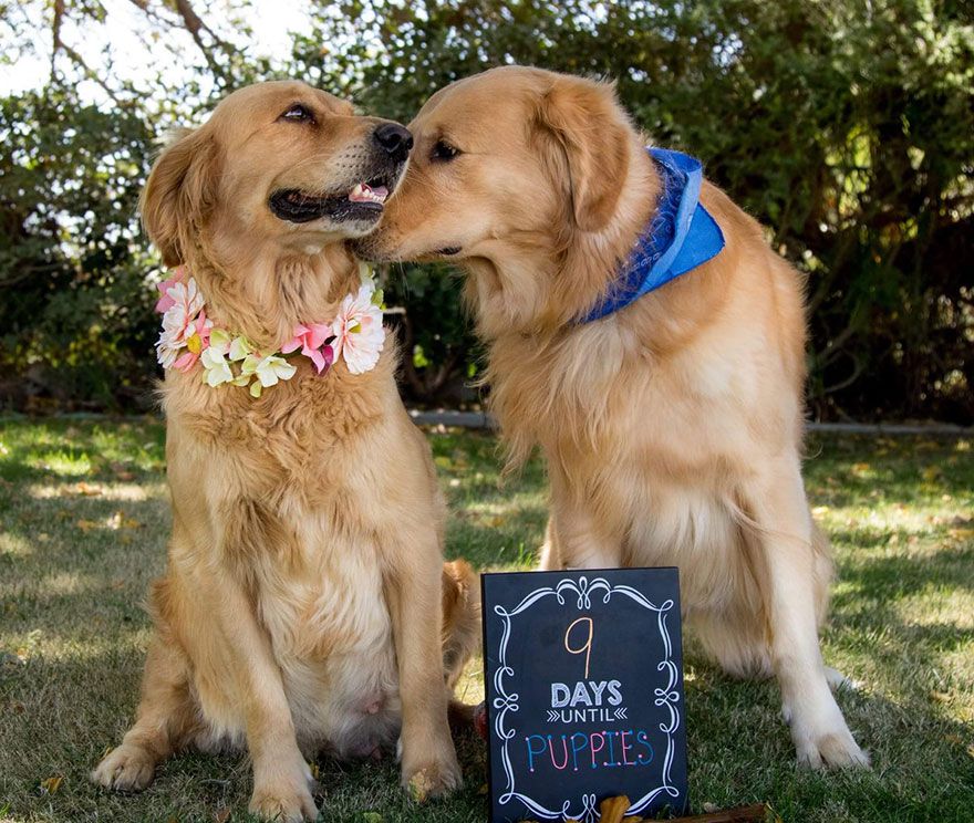 dog-maternity-photo-shoot-chanel-kennedy-sorensen-5.jpg