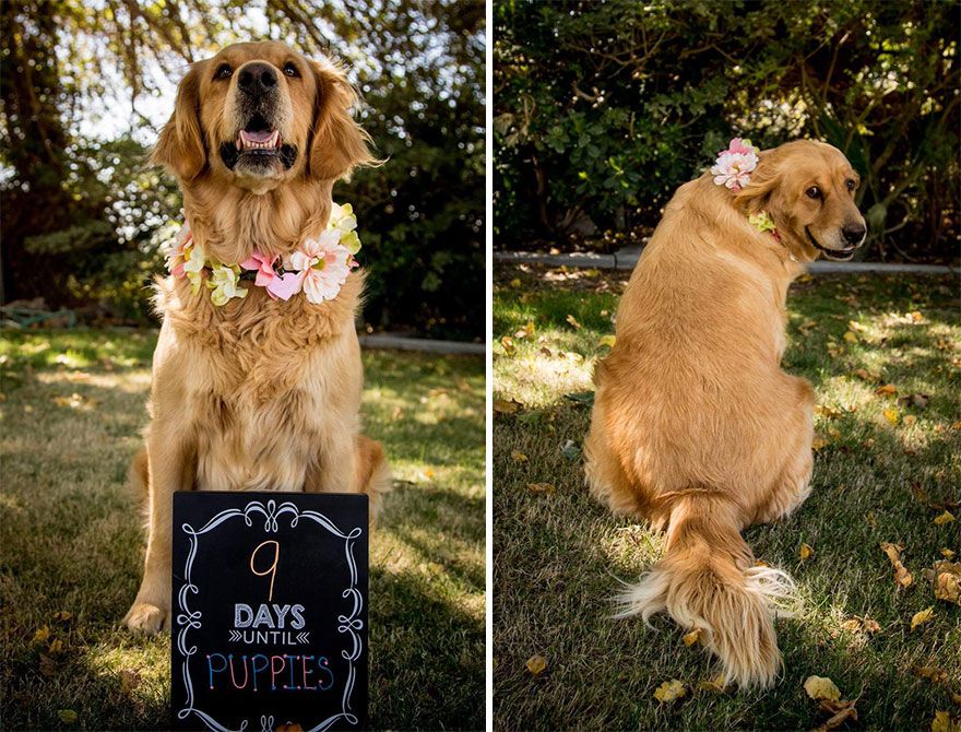 dog-maternity-photo-shoot-chanel-kennedy-sorensen-6.jpg