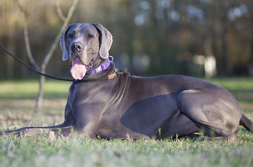 dog niemiecki błękitny-min.jpg